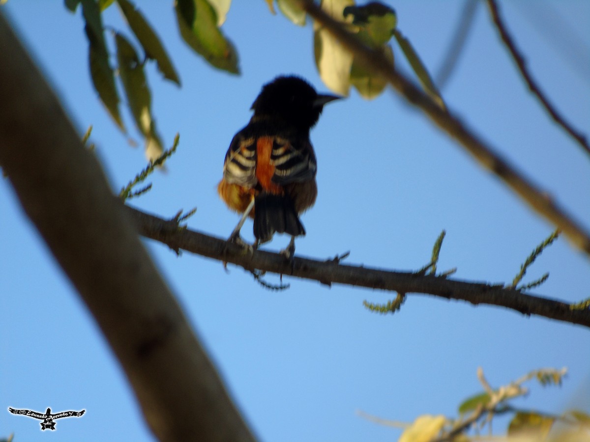 Orchard Oriole - ML136360861