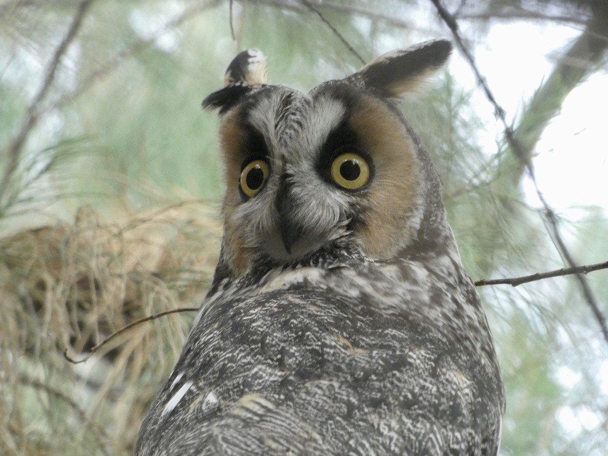 Long-eared Owl - John King
