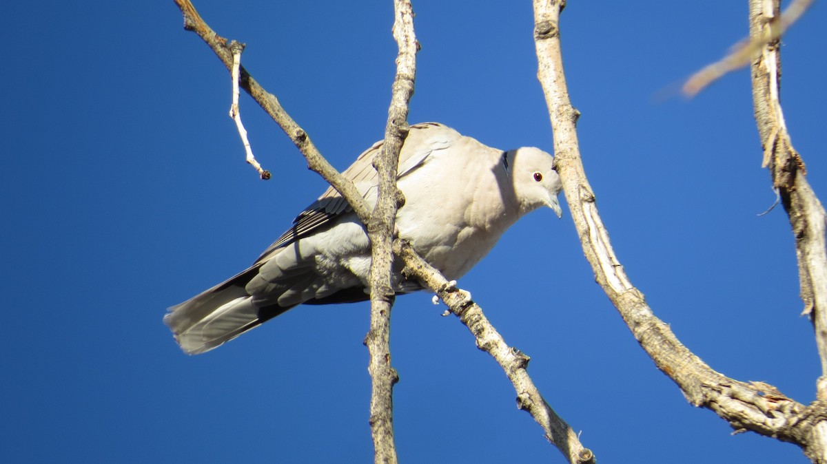 Eurasian Collared-Dove - Steve Hebert