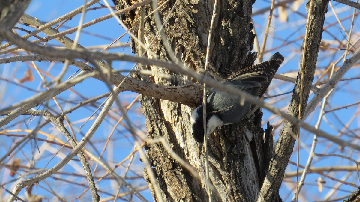 White-breasted Nuthatch - Steve Hebert