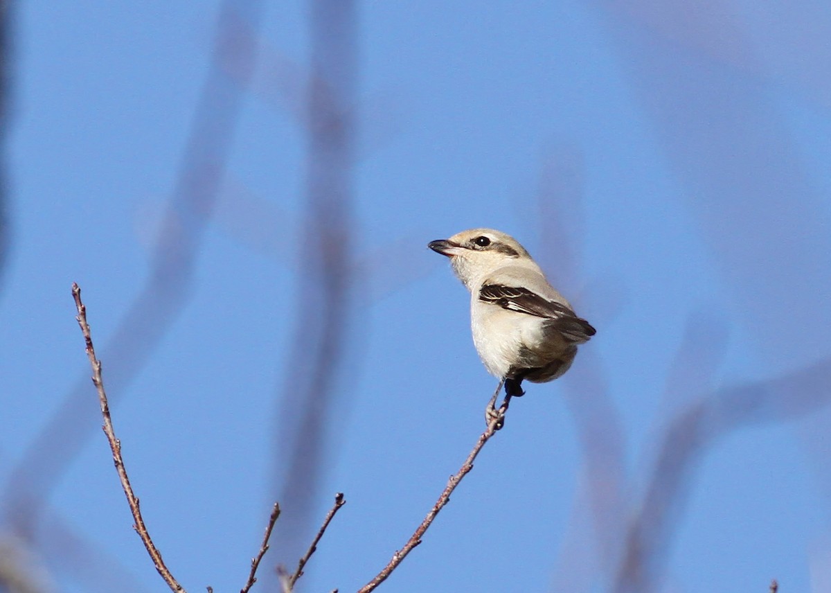 Northern Shrike - Andy Eckerson