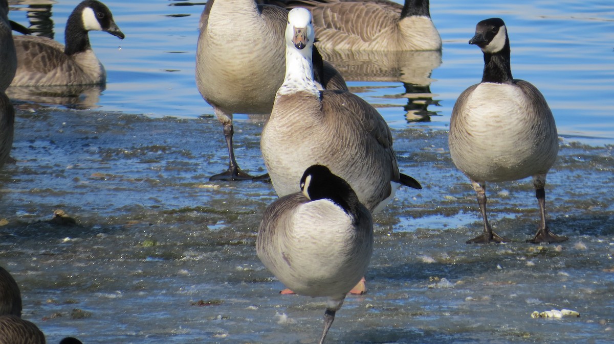 Snow x Cackling Goose (hybrid) - ML136366351