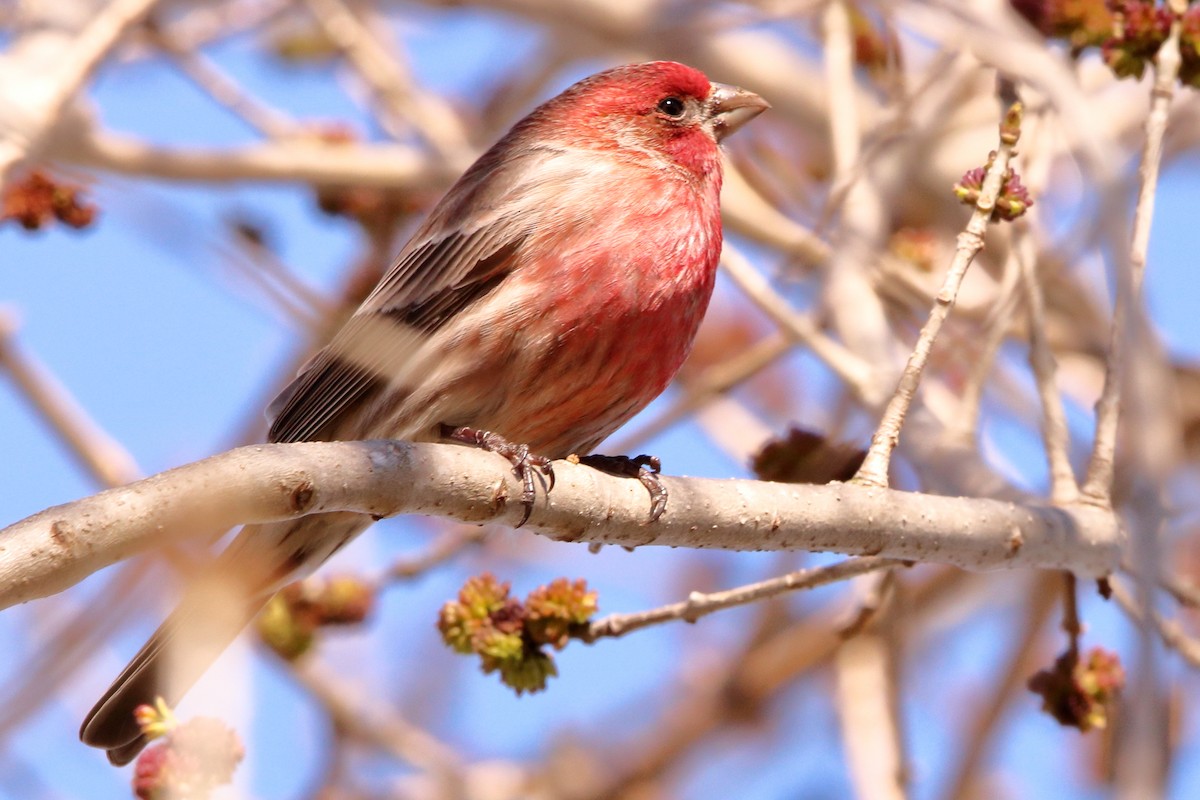 House Finch - Craig Browning