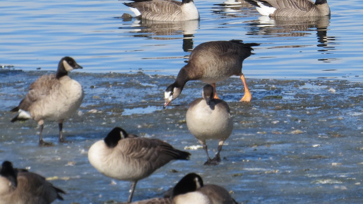 Greater White-fronted x Cackling Goose (hybrid) - ML136367021