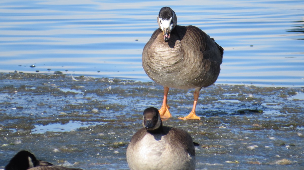 Greater White-fronted x Cackling Goose (hybrid) - ML136367031
