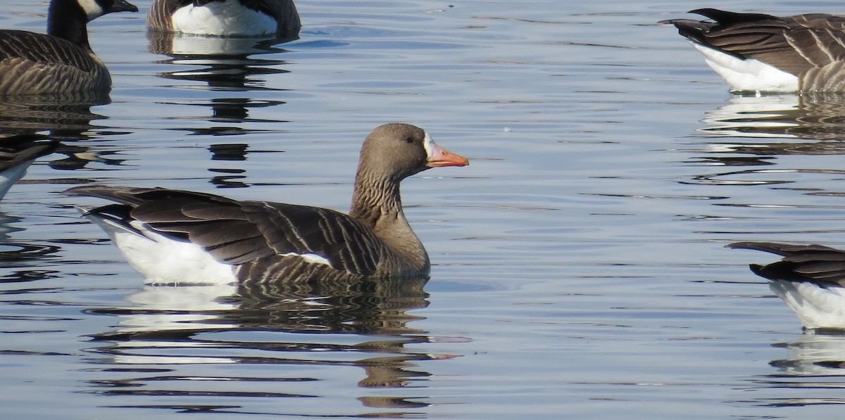 Greater White-fronted Goose (Western) - ML136367581