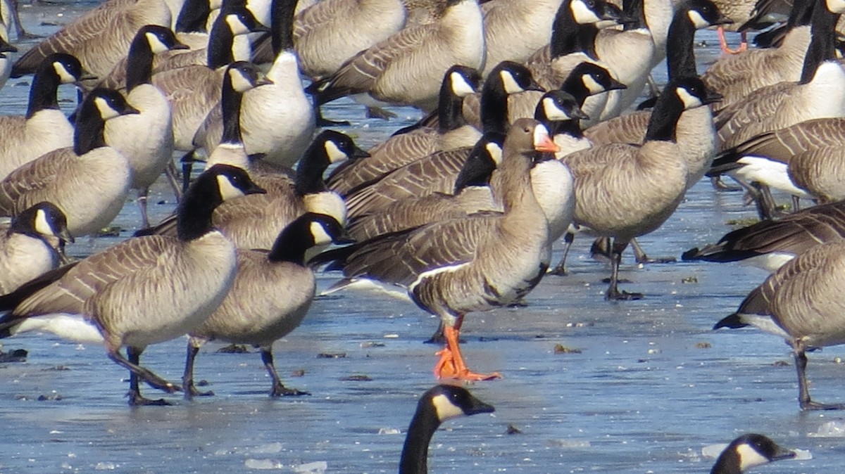 Greater White-fronted Goose (Western) - ML136367601