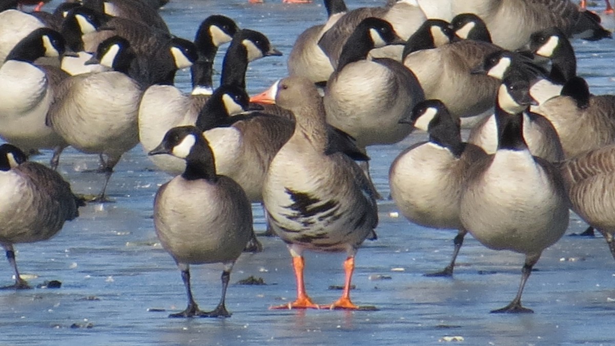 Greater White-fronted Goose (Western) - ML136367611