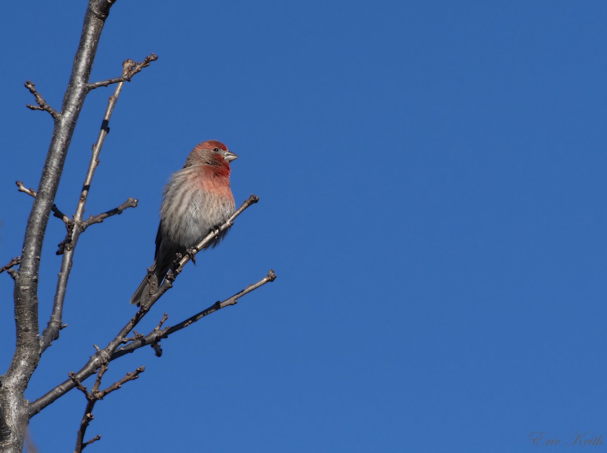House Finch - Eric Keith