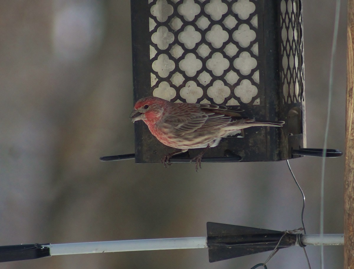 House Finch - Barb lindenmuth