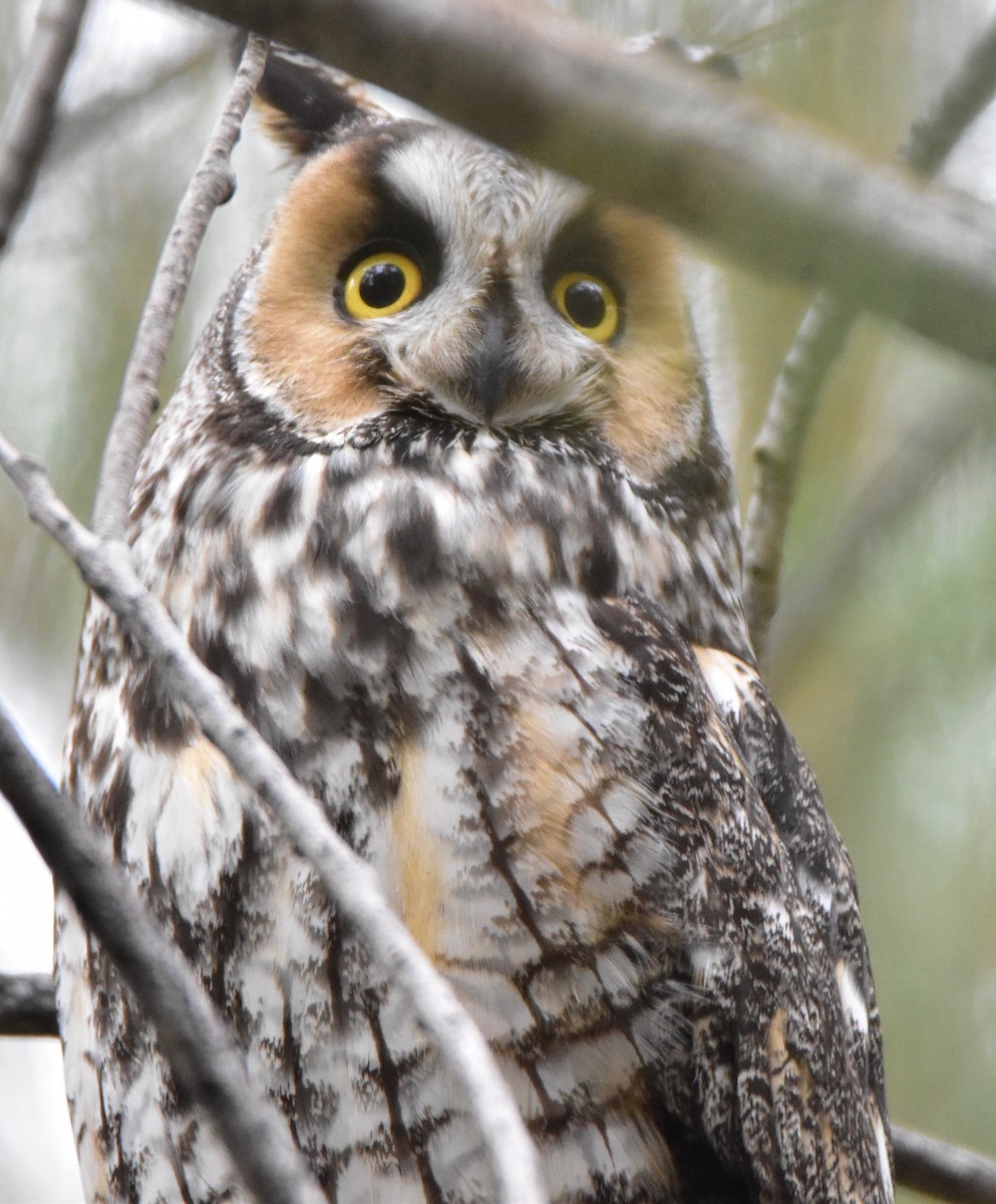 Long-eared Owl - Connor Cochrane