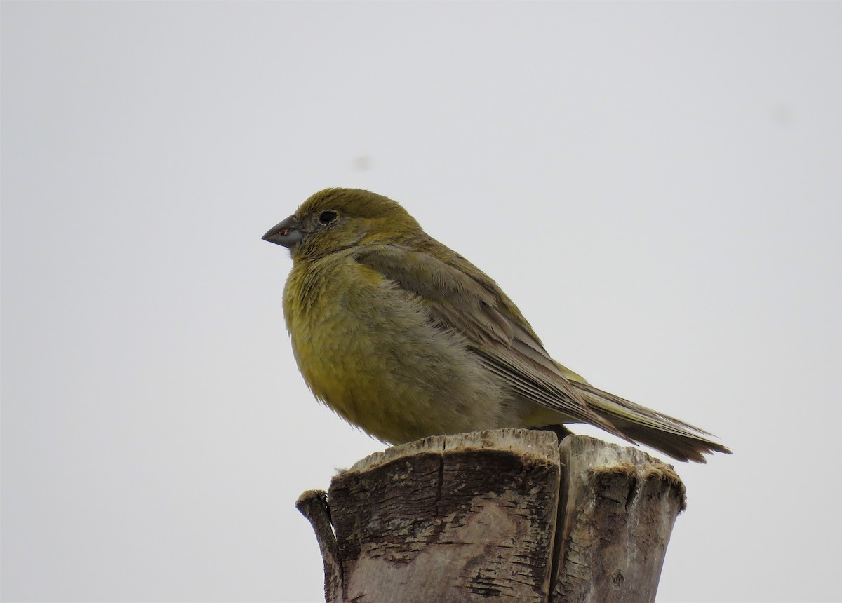Patagonian Yellow-Finch - ML136374361
