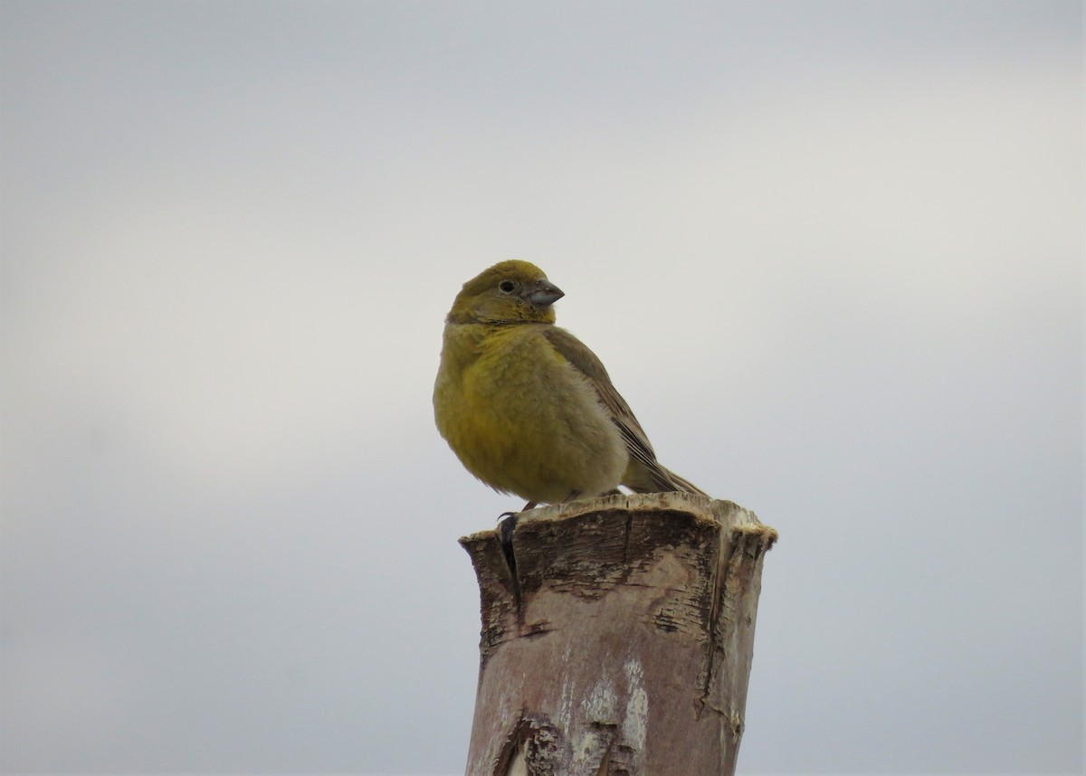 Patagonian Yellow-Finch - ML136374391