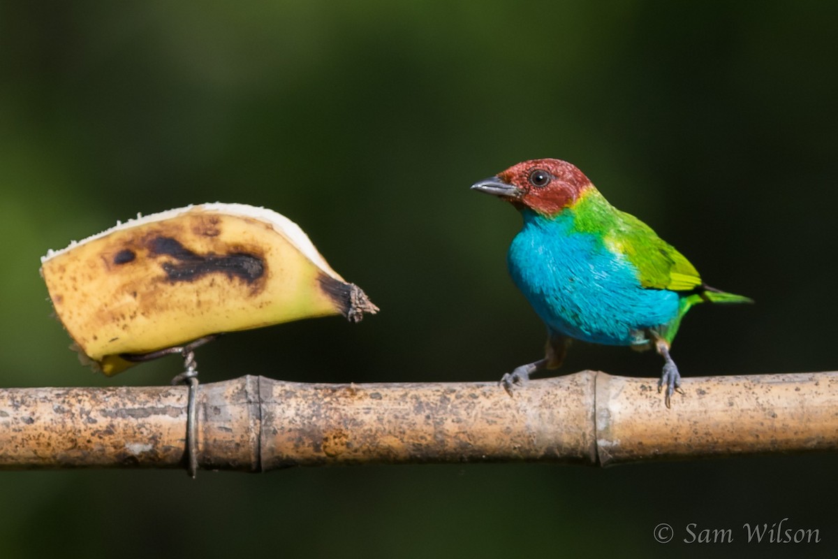 Bay-headed Tanager - ML136375151
