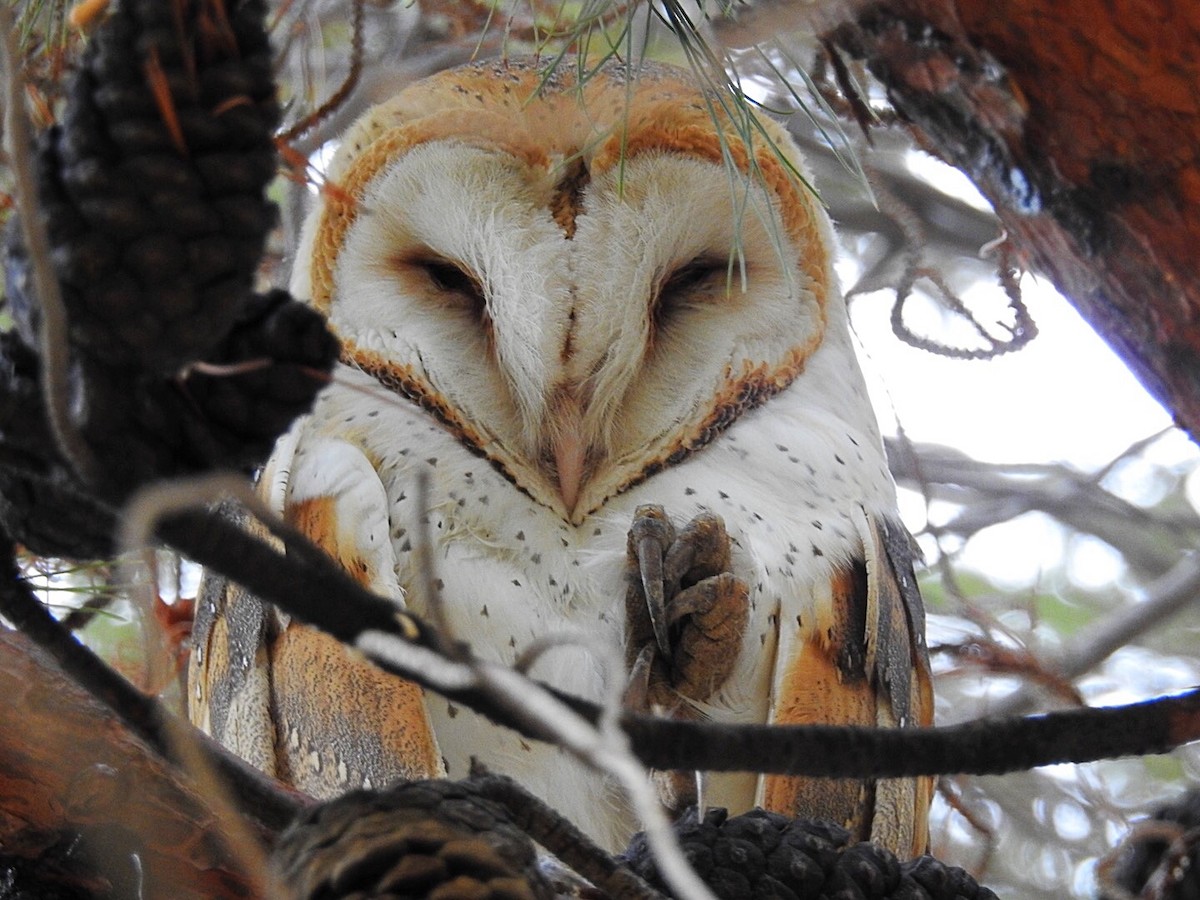 Barn Owl - Usha Tatini