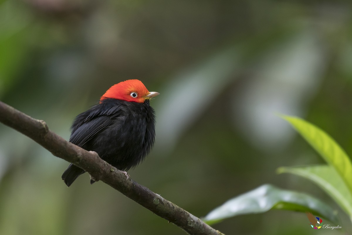 Red-capped Manakin - ML136376361