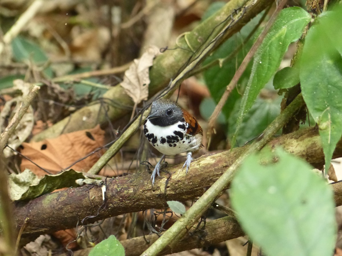 Spotted Antbird - ML136376561