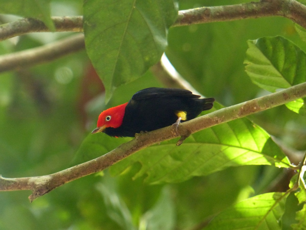 Red-capped Manakin - ML136377001