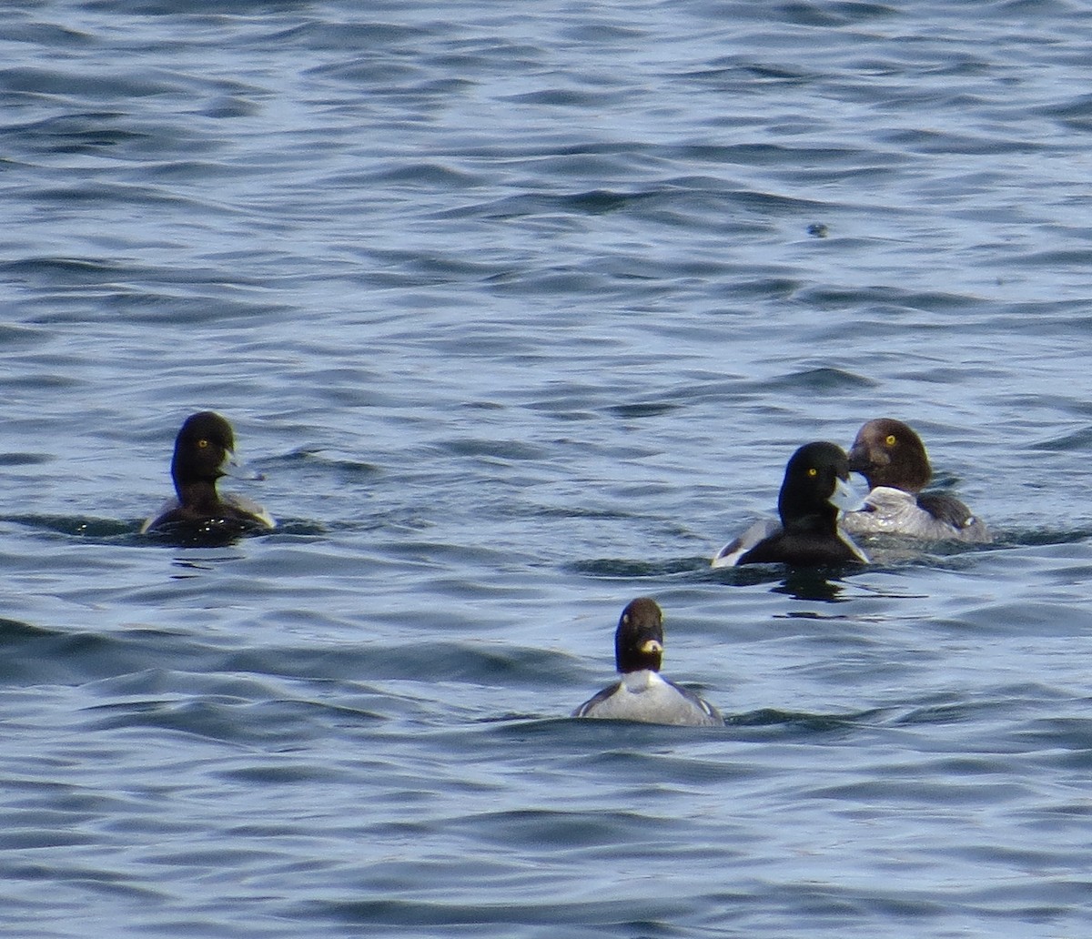 Greater Scaup - ML136377951