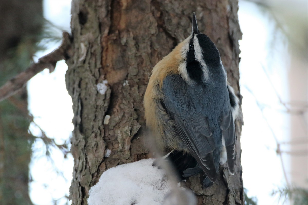 Red-breasted Nuthatch - ML136378771