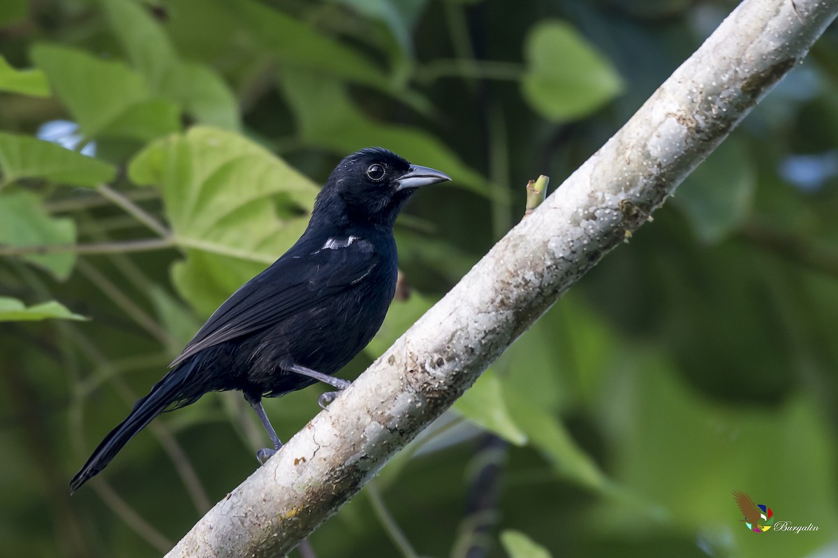 White-lined Tanager - ML136380621
