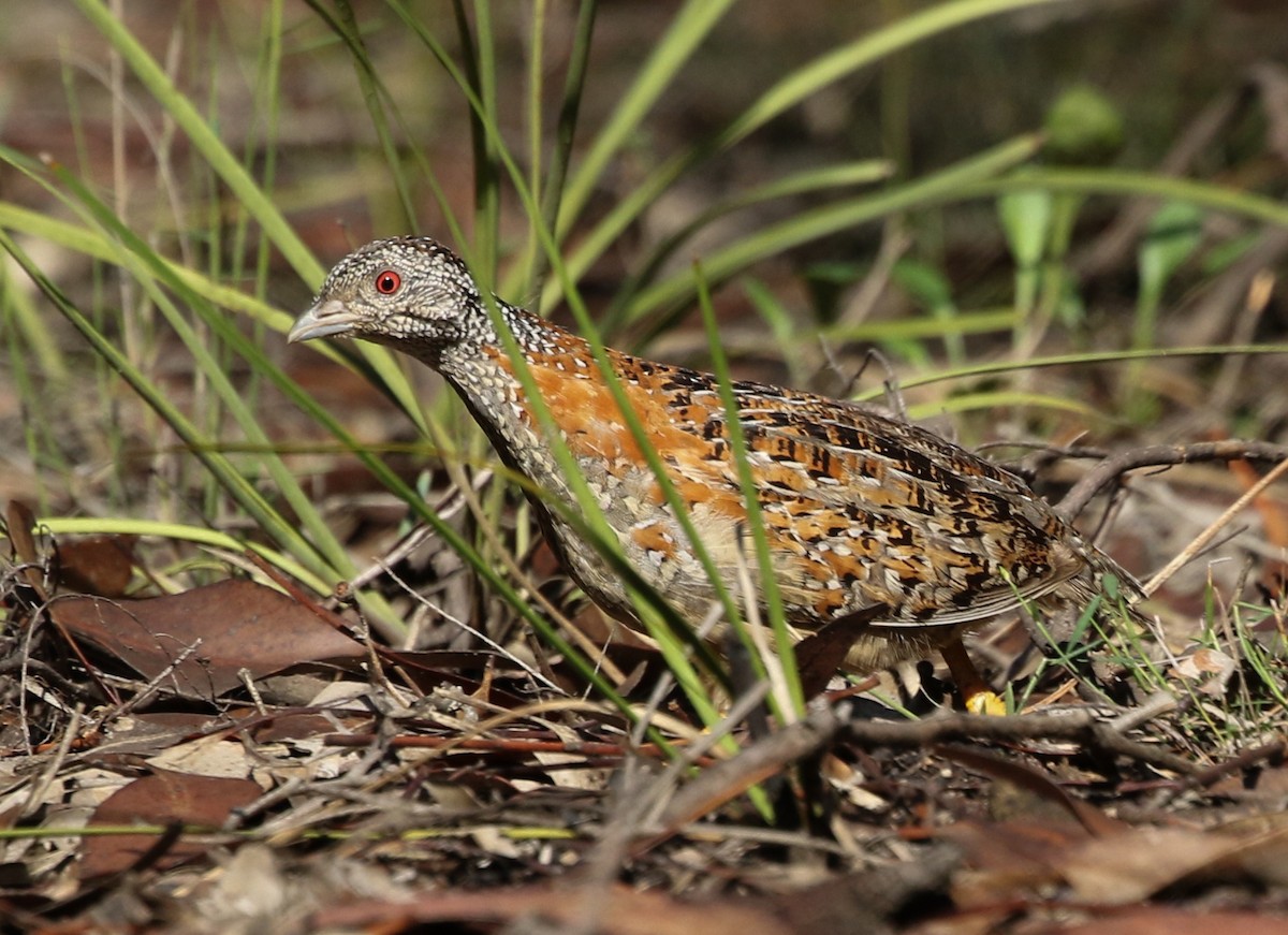 Painted Buttonquail - ML136381111
