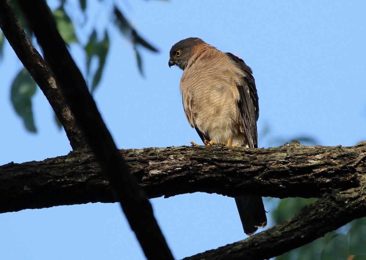Collared Sparrowhawk - David Ongley