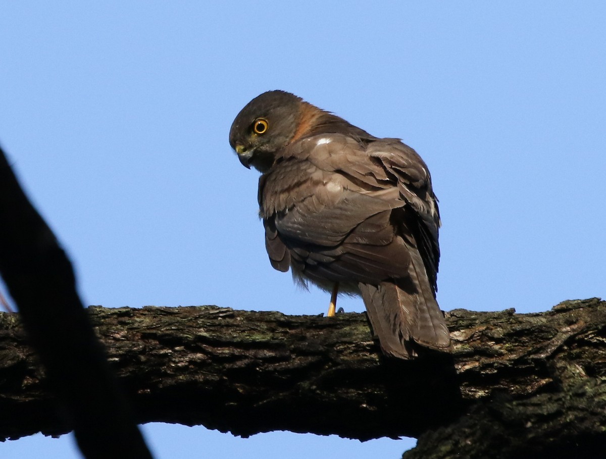Collared Sparrowhawk - David Ongley