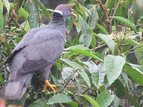 Band-tailed Pigeon - ML136381591