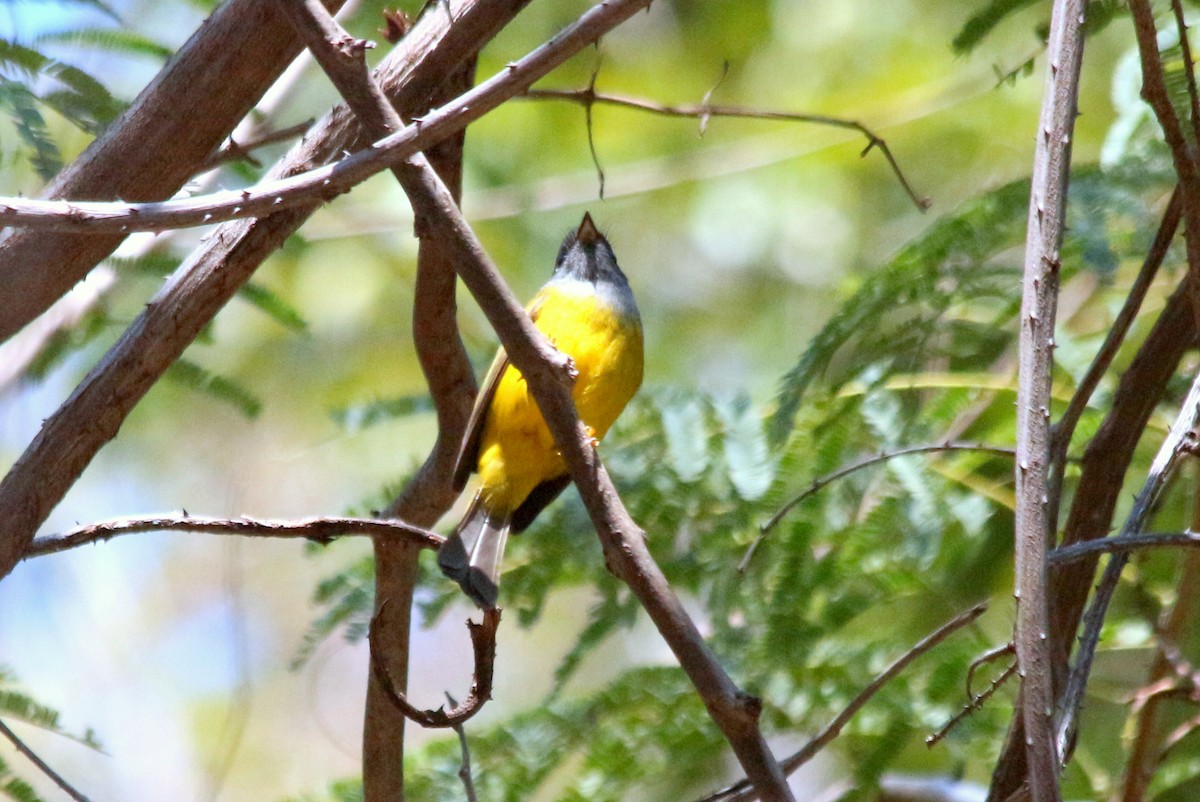 Gray-headed Canary-Flycatcher - ML136381811
