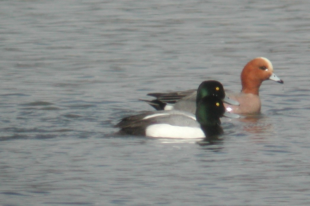 Greater Scaup - ML136385701