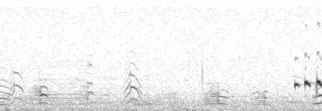 Whimbrel (Hudsonian) - ML136386