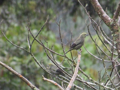 Palm Tanager - ML136388531
