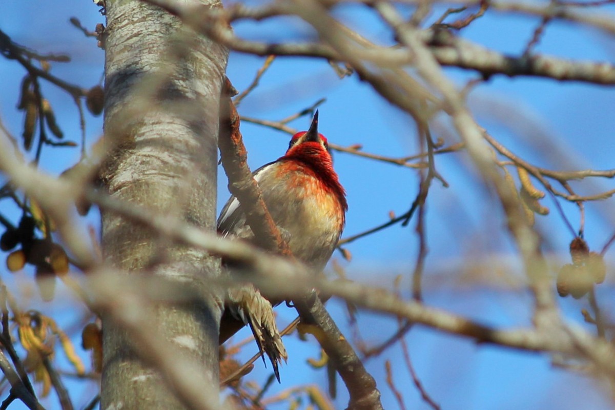 Red-breasted Sapsucker - I'm Birding Right Now (Teresa & Miles Tuffli)
