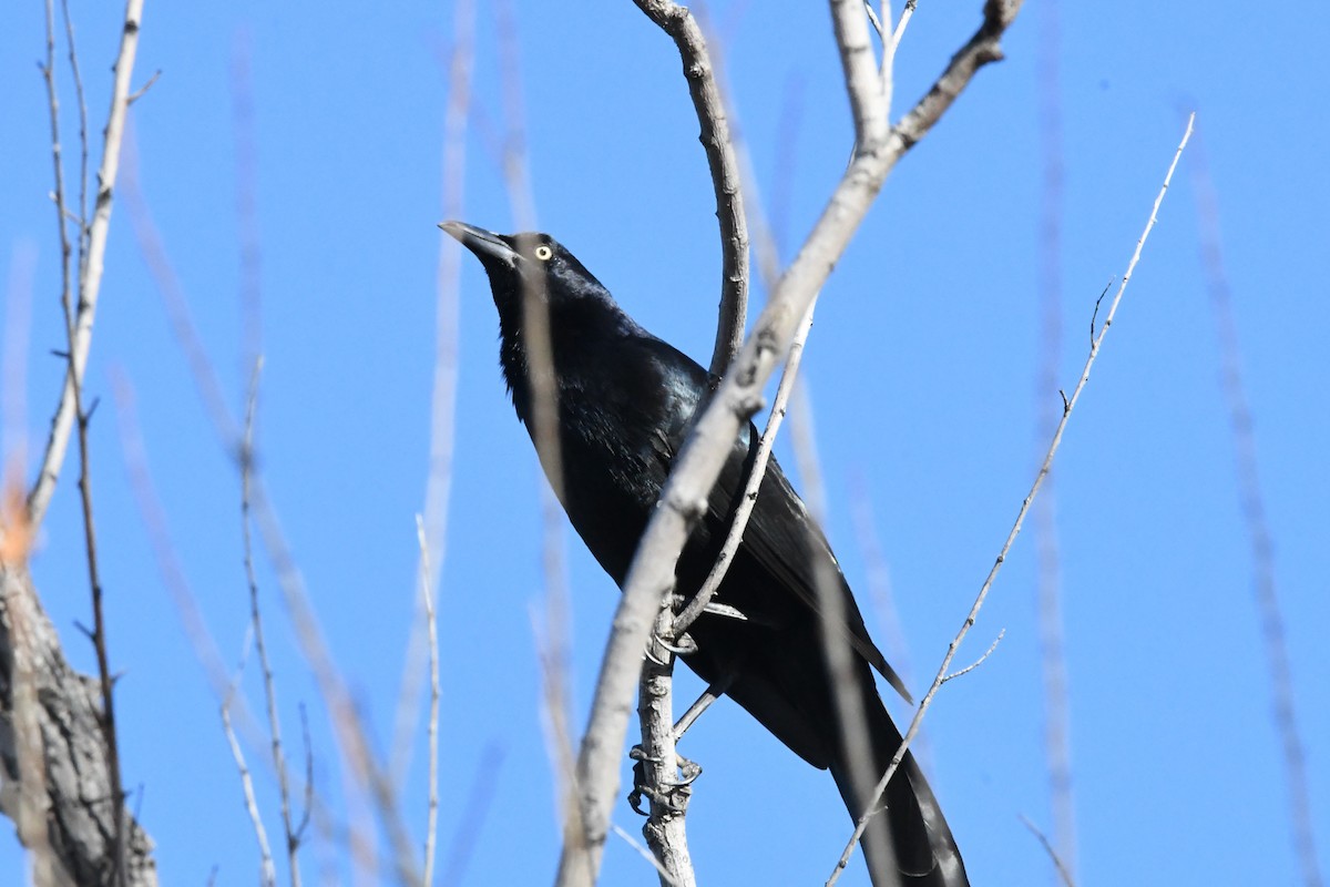 Great-tailed Grackle - Cathryn Dippo
