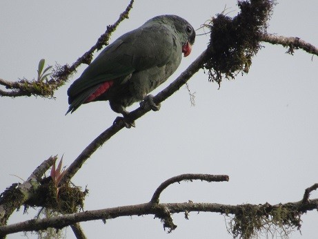 Red-billed Parrot - ML136392291