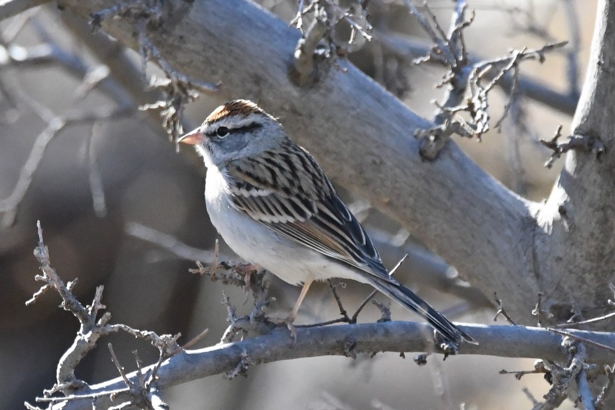 Chipping Sparrow - ML136392351