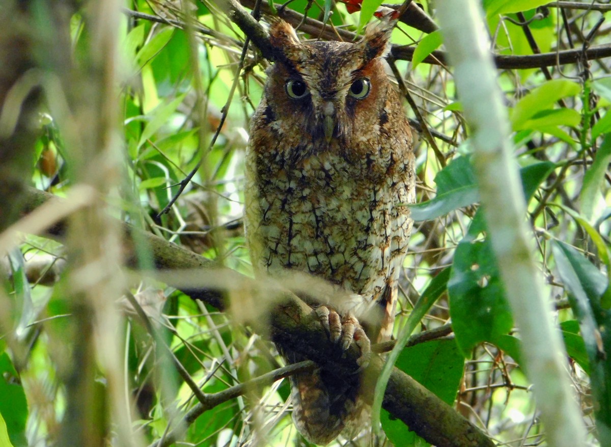 Middle American Screech-Owl - ML136393261