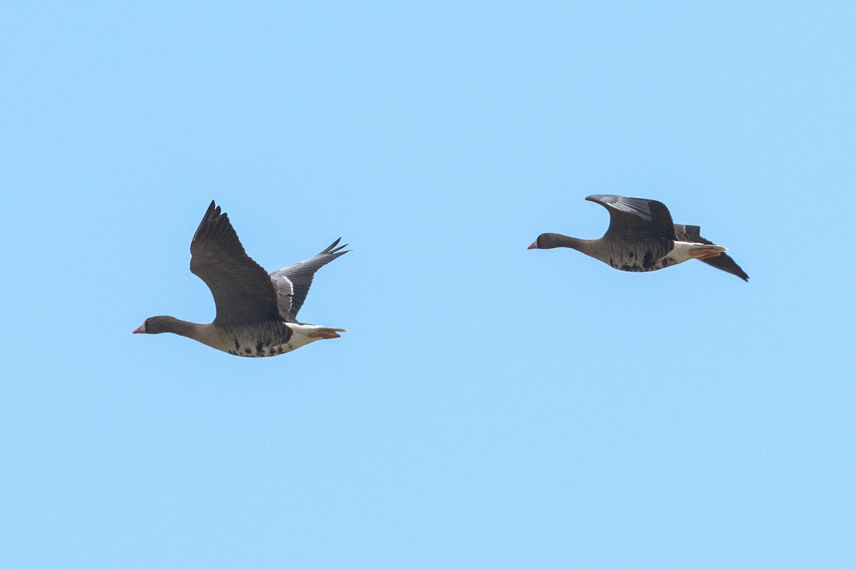 Lesser White-fronted Goose - ML136393461