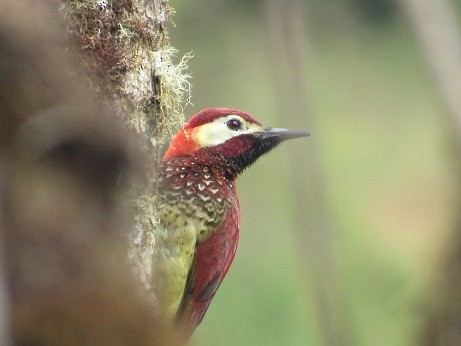 Crimson-mantled Woodpecker - ML136395121