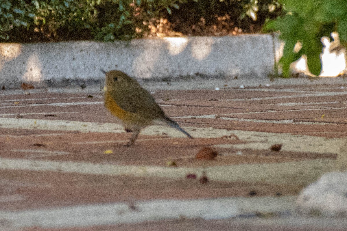 Red-flanked Bluetail - ML136396681