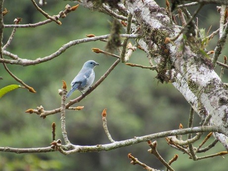 Blue-gray Tanager - LEODAN ARCOS