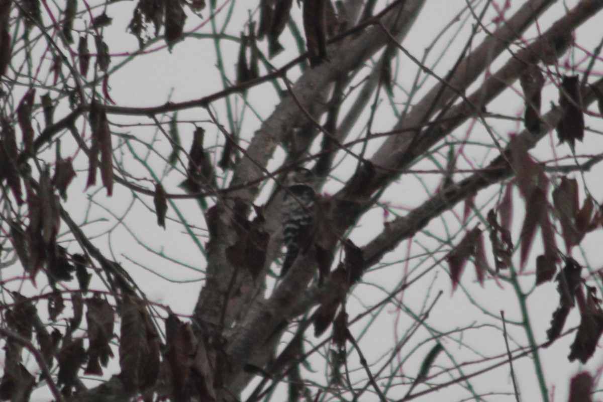 Lesser Spotted Woodpecker - Robert Gowan