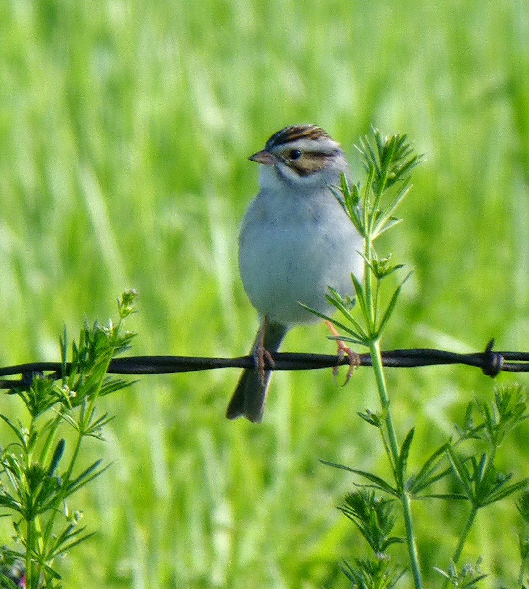 Clay-colored Sparrow - ML136399321