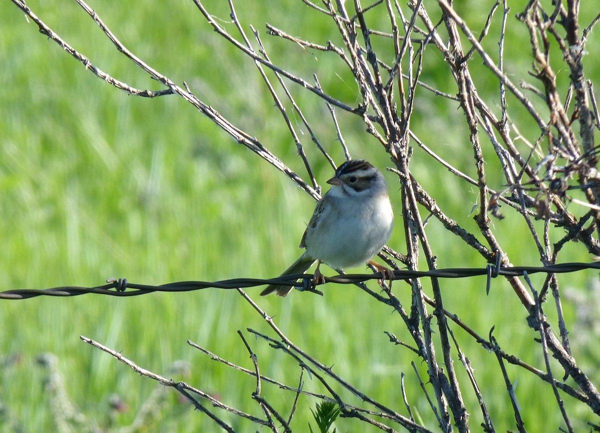 Clay-colored Sparrow - ML136399331