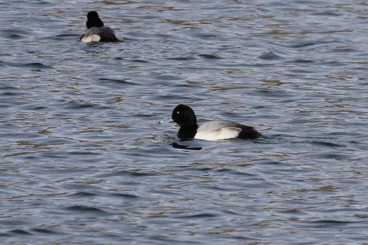 Greater Scaup - Roger Woodruff