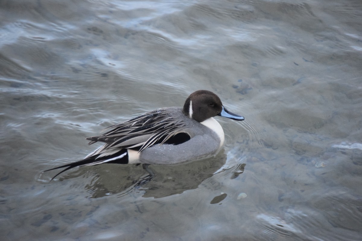 Northern Pintail - Ethan Monk