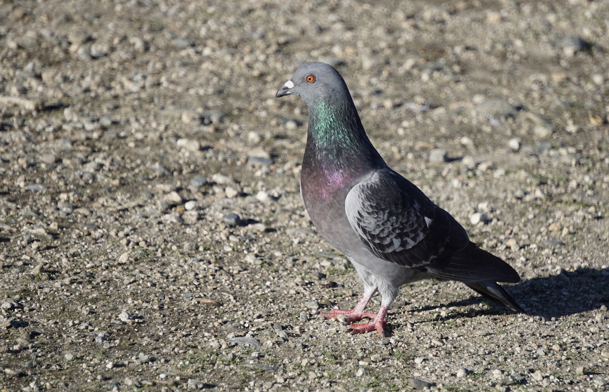 Rock Pigeon (Feral Pigeon) - Jacob Tims