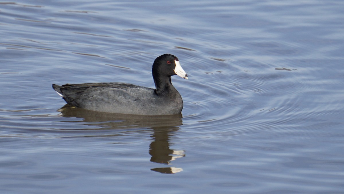 American Coot - Jacob Tims