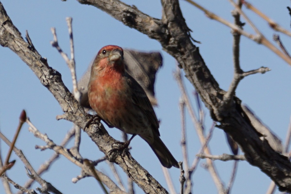 House Finch - Jacob Tims